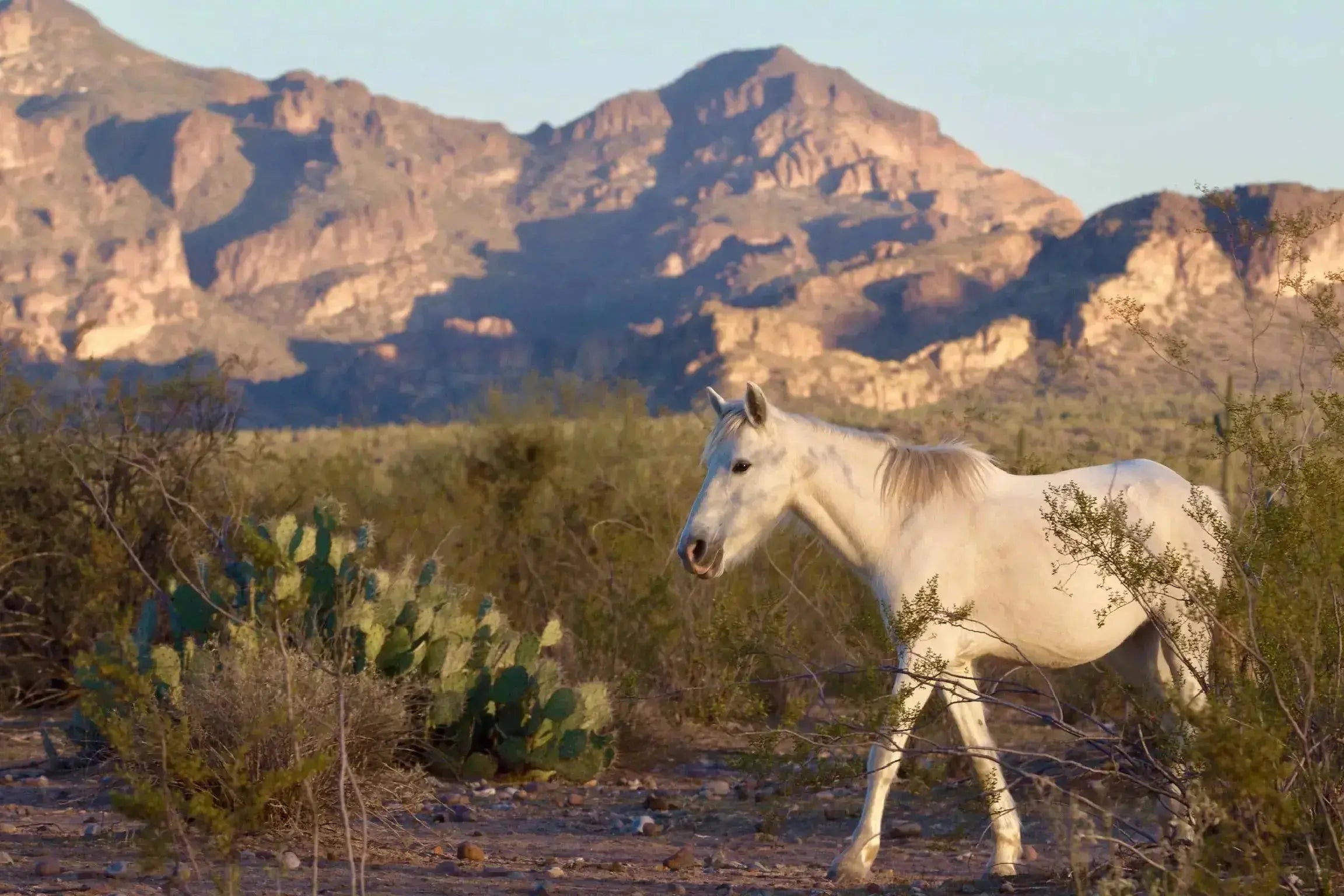 White horse in a desert landscape with mountains in the background