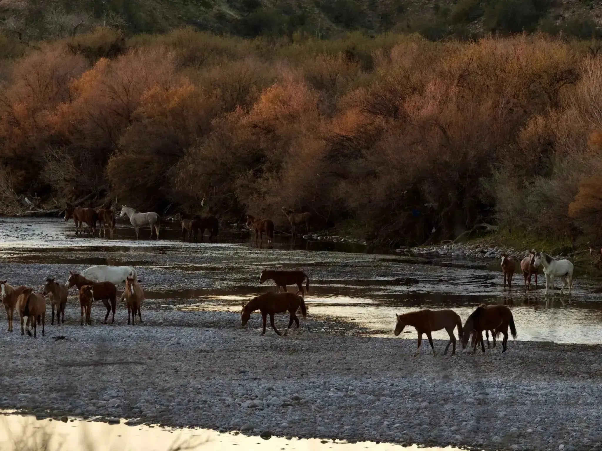 Many beautiful horses walking in creek and on land. Nature in the background.