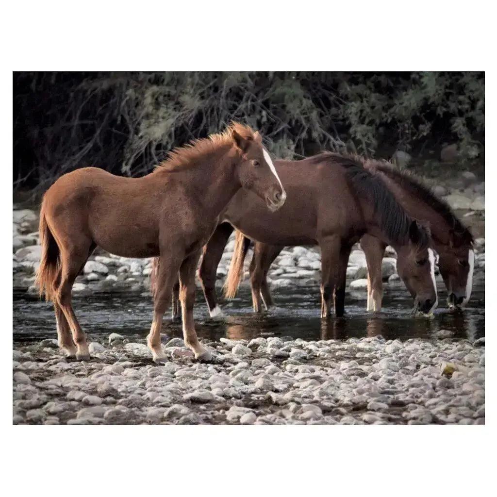 Three horses drinking water from a stream with trees in the background. Two actively drinking and one taking a break from drinking.