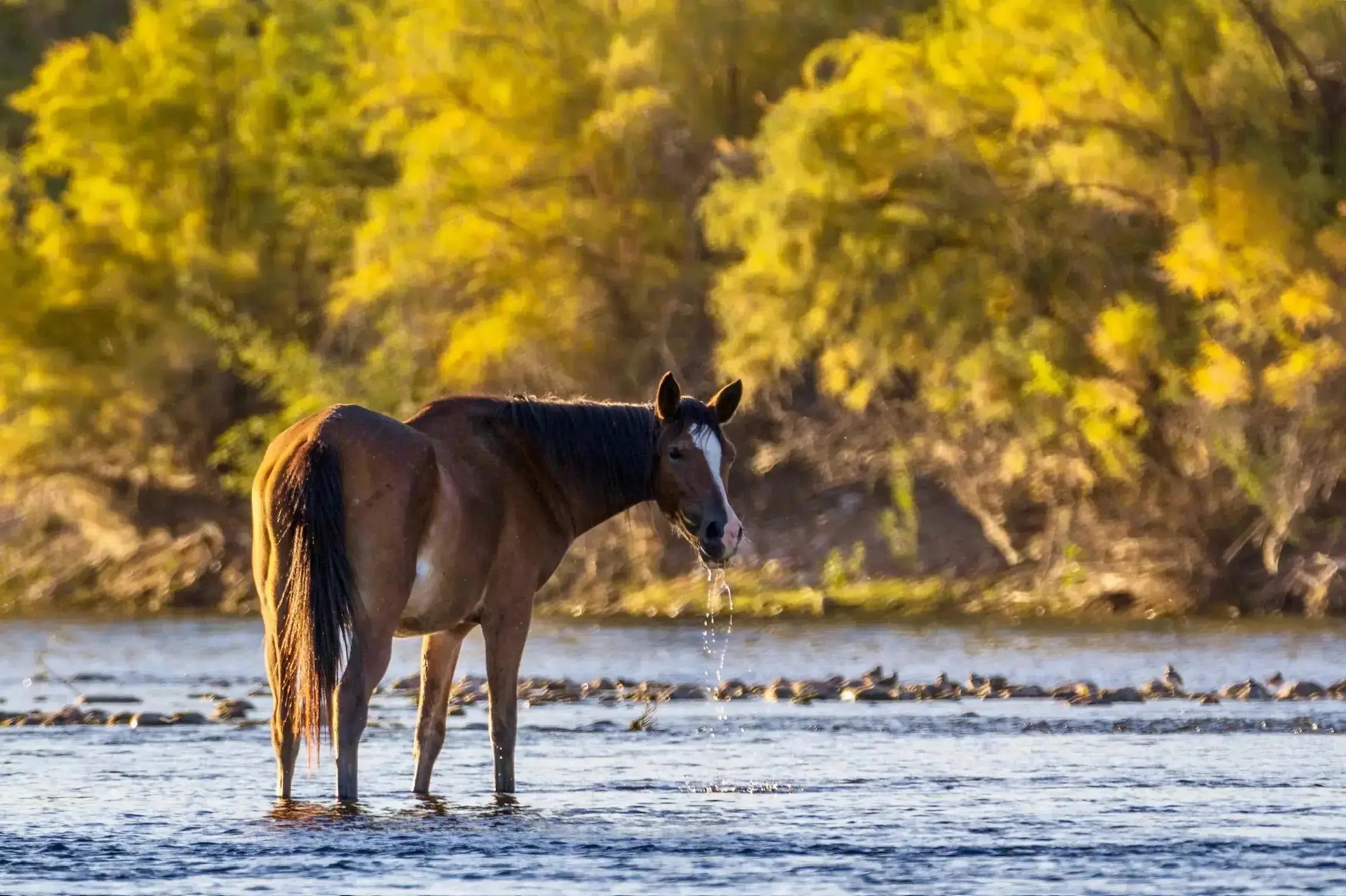 Horse drinking water from a river with trees in the background
