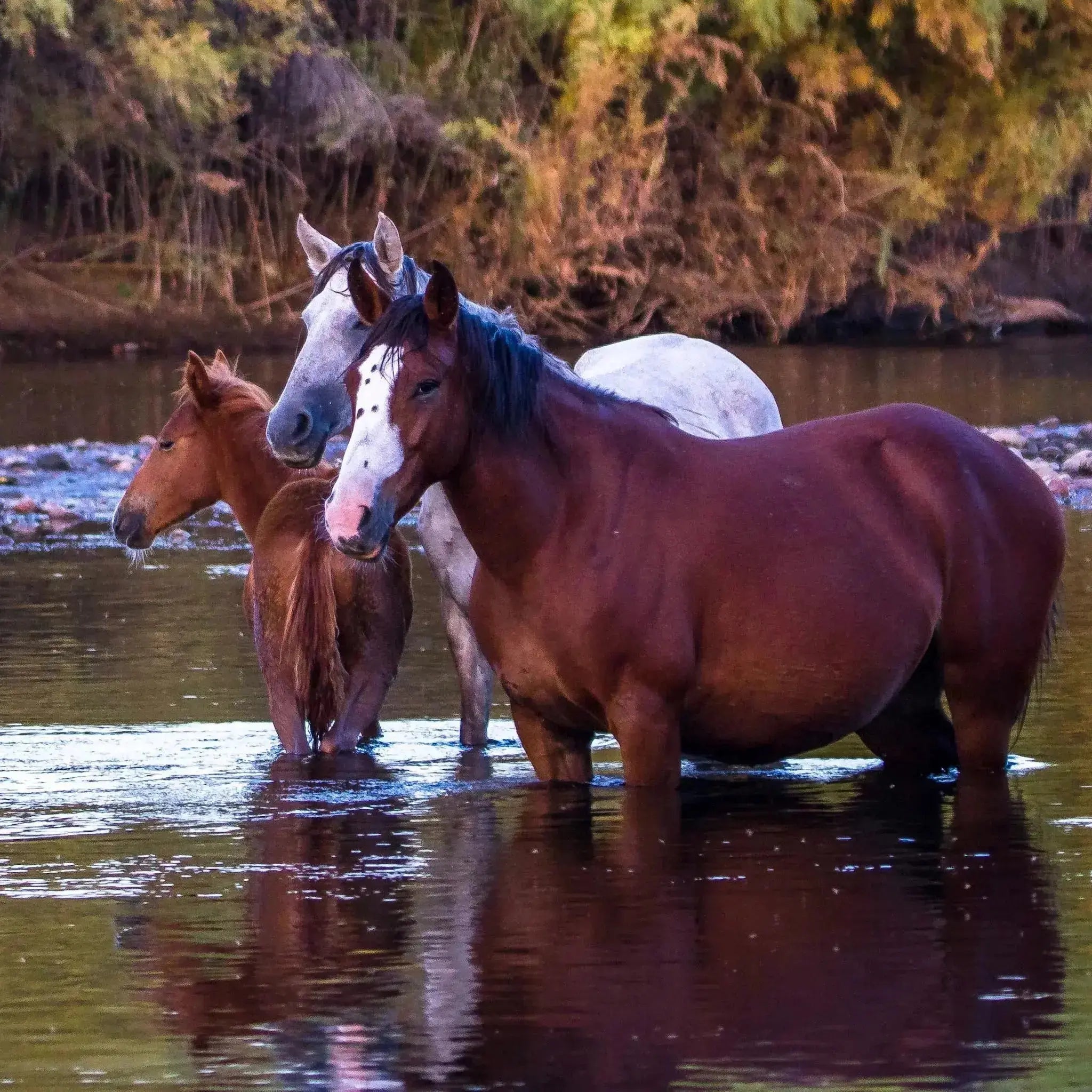 Three horses standing in a body of water with a natural background
