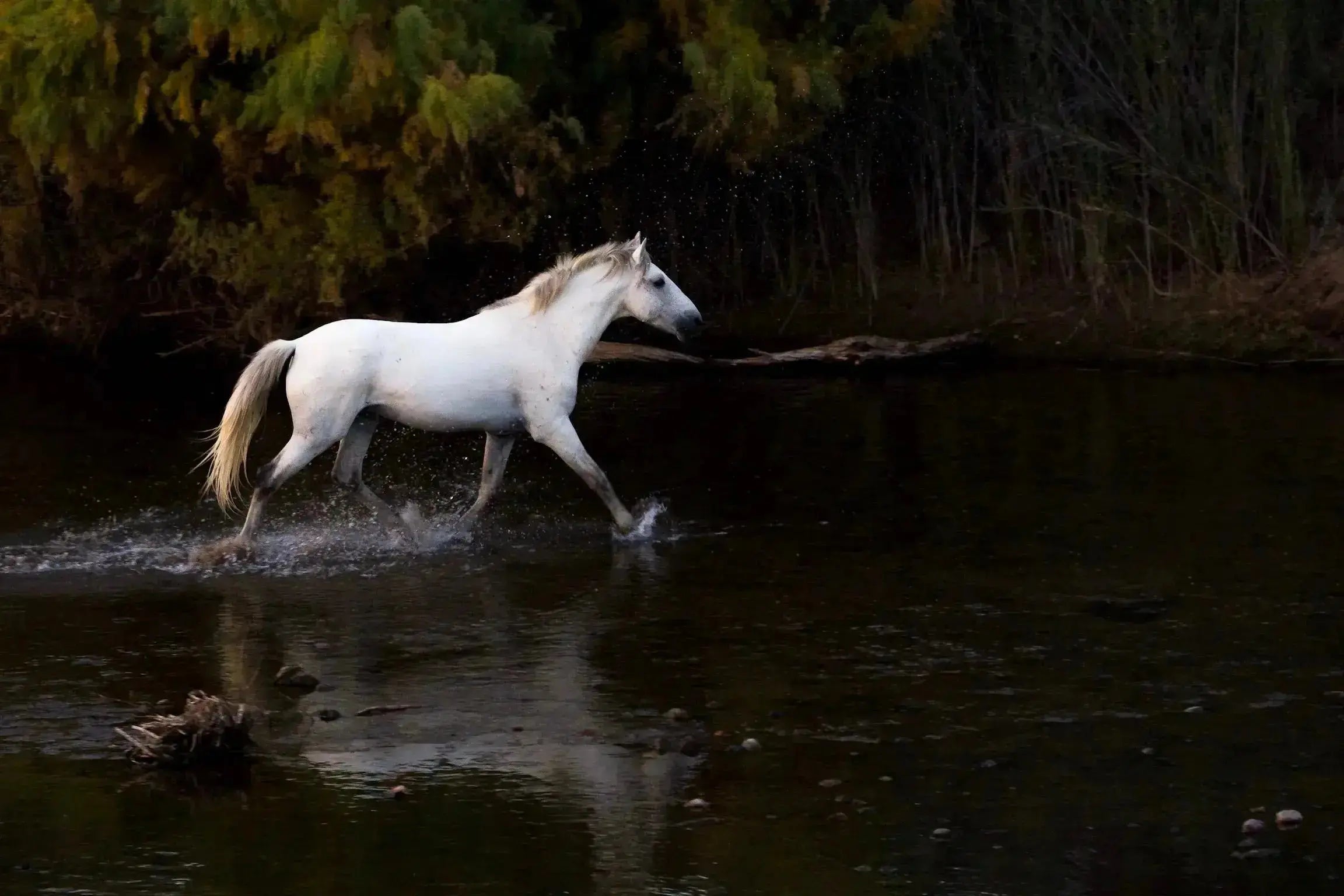 White horse running through a body of water with greenery in the background