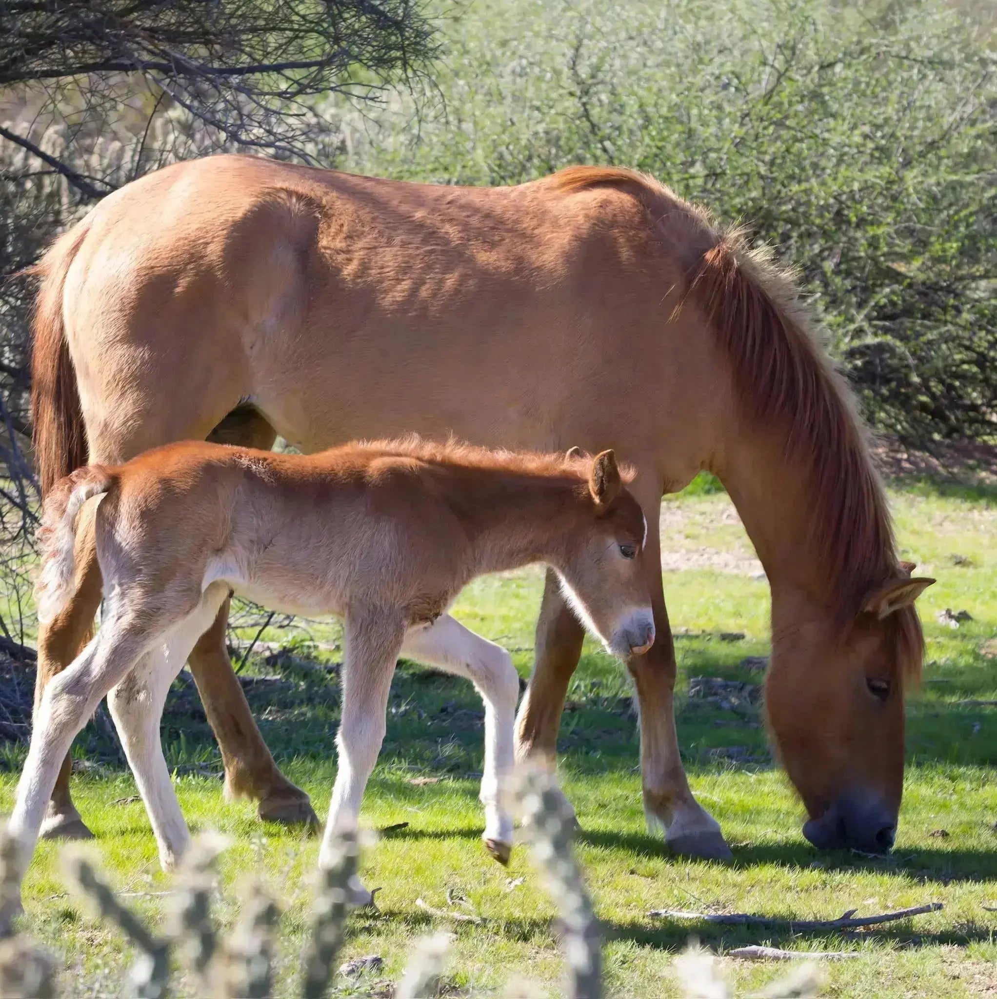 Horse and foal grazing in a grassy field with trees in the background