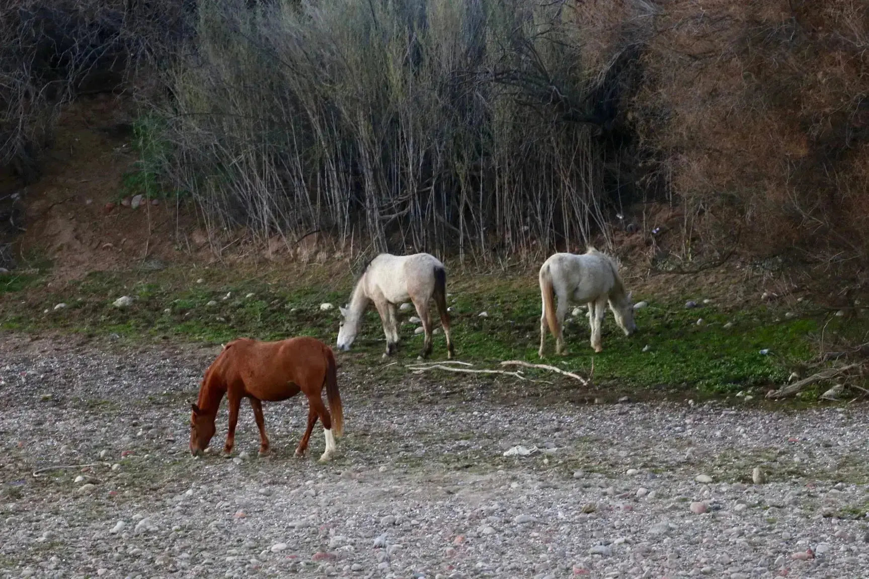 Three horses grazing on a grassy patch with a forested background